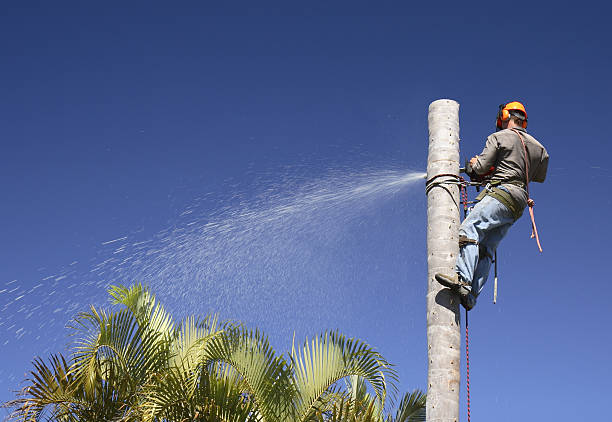 Best Tree and Shrub Care  in USA